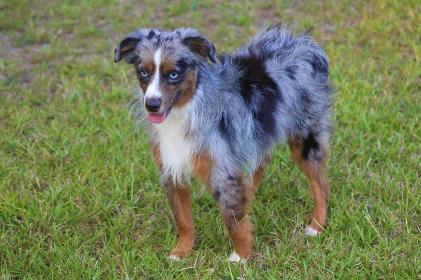 Blue moon best sale mini aussies